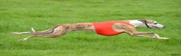 Whippet dogs for sale: BRACKENSWIFT LITTER NOW ARRIVED! - Advert 15