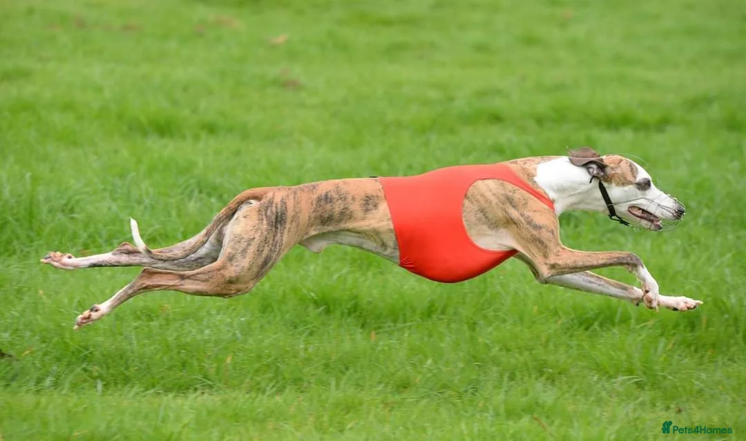 Whippet dogs for sale: BRACKENSWIFT LITTER NOW ARRIVED! - Advert 15