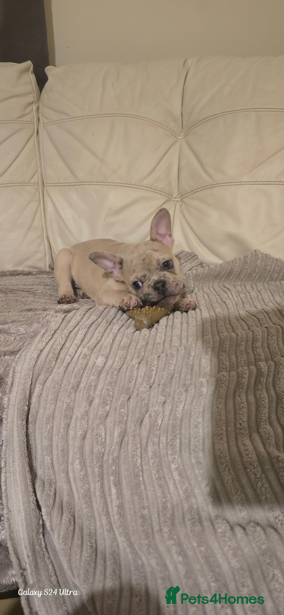 French Bulldog dogs for sale: Elsa Girl - Image 10