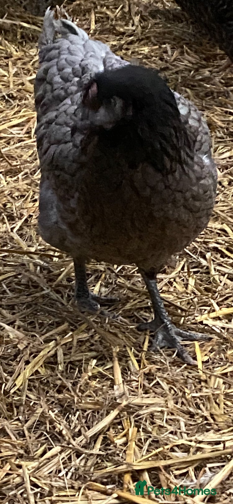 Hens poultry Point of lay hens - Advert 2