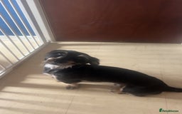 Mixed Breed dogs for sale: For sale  - Image 1