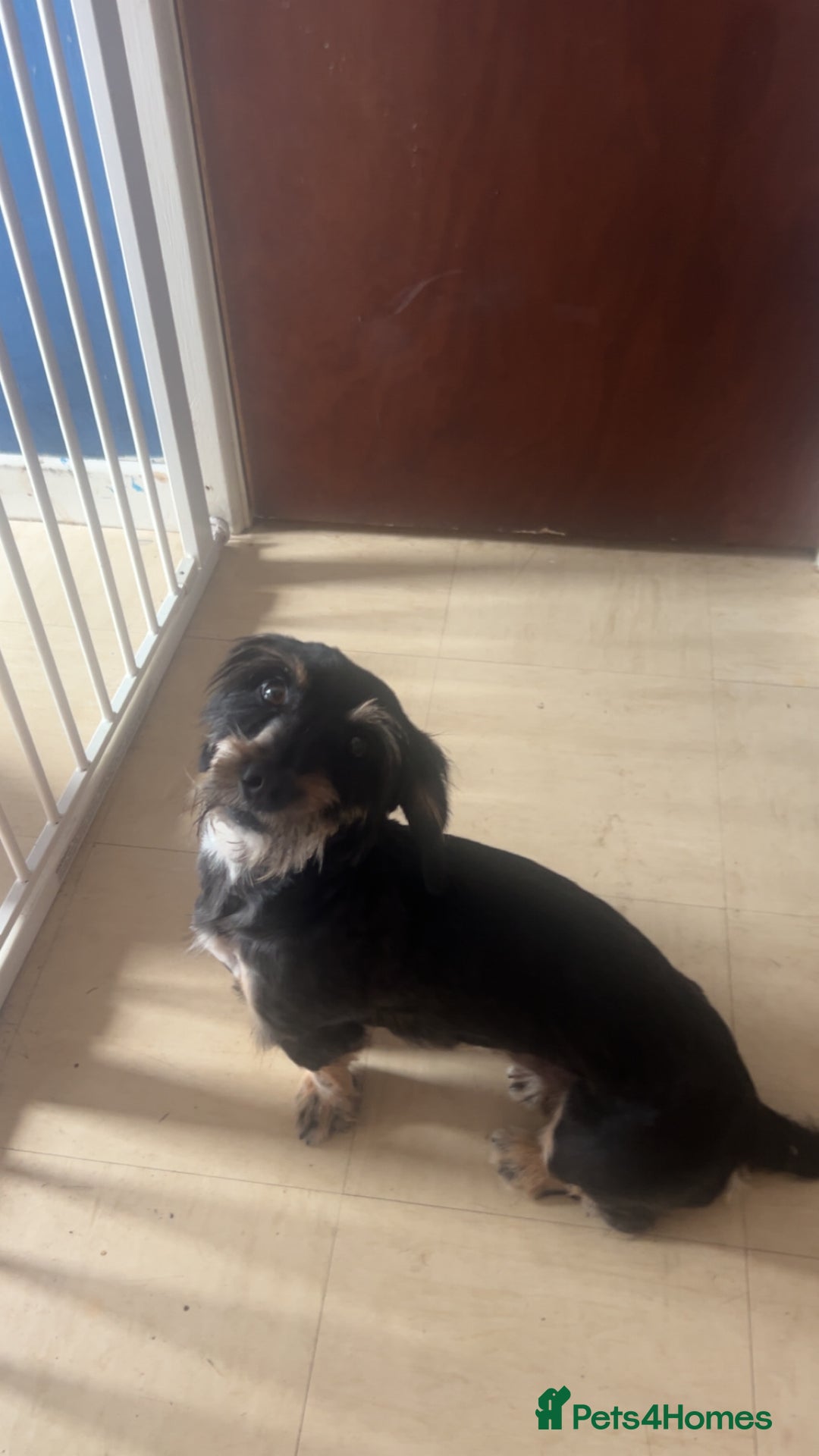 Mixed Breed dogs for sale: For sale  - Image 1