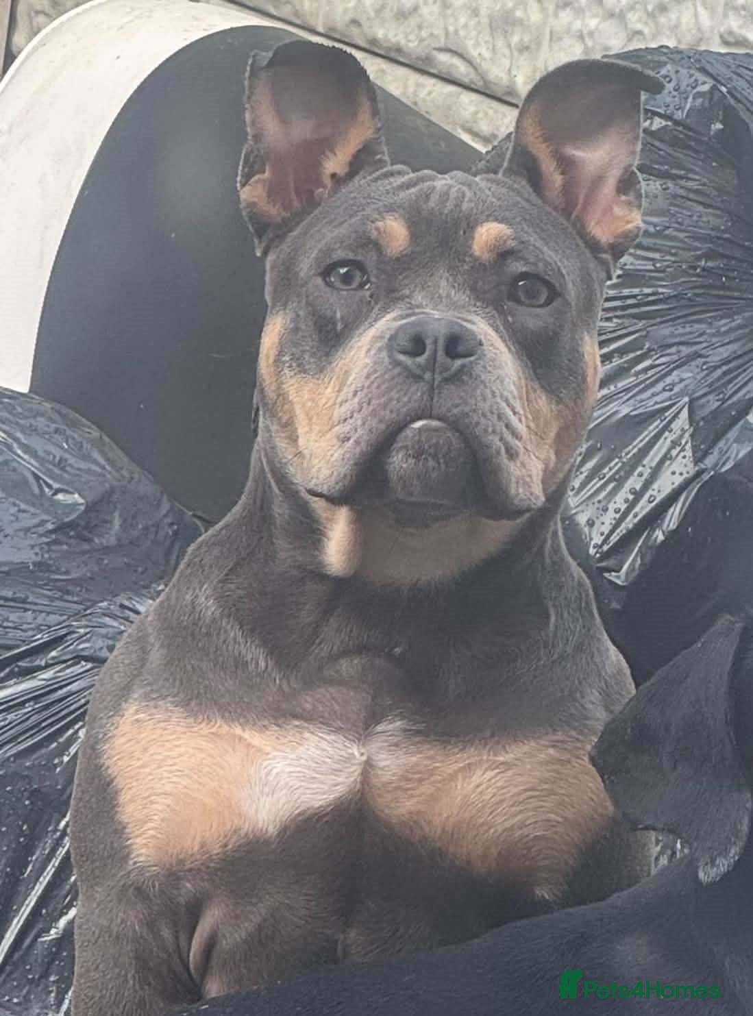 American Bully dogs Lilac Tri American Bully.  - Advert 5