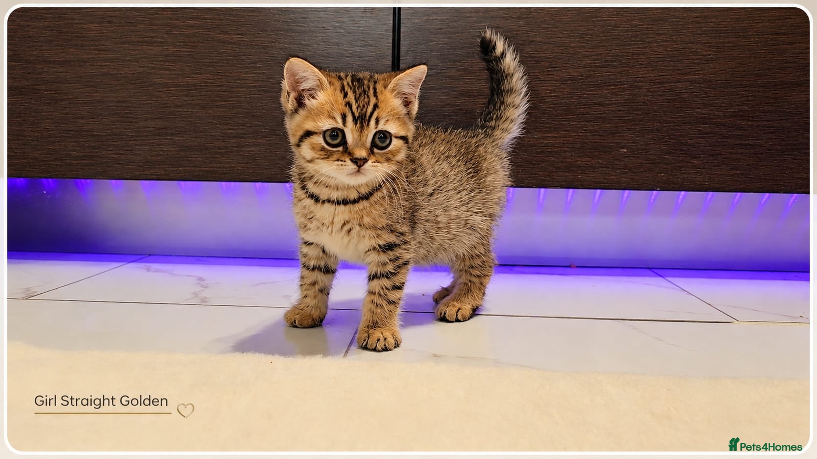 Scottish Fold cats Scotish Fold Kittens - Advert 16