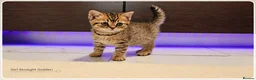Scottish Fold cats for sale: Scotish Fold Kittens - Advert 3