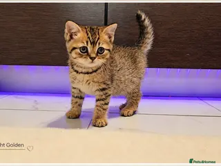 Scottish Fold cats Scotish Fold Kittens - Advert 16