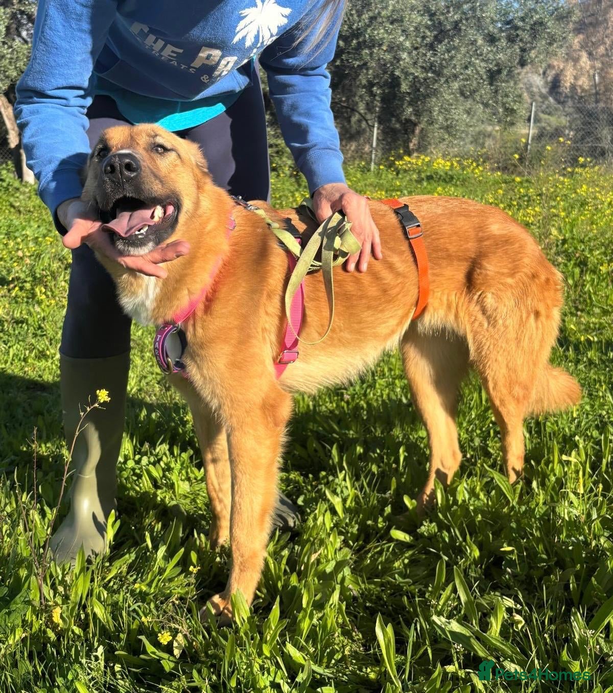 Mixed Breed dogs Mae’s life is in the balance please help 🆘  - Advert 19