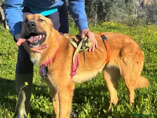 Mixed Breed dogs Mae’s life is in the balance please help 🆘 - Advert 19