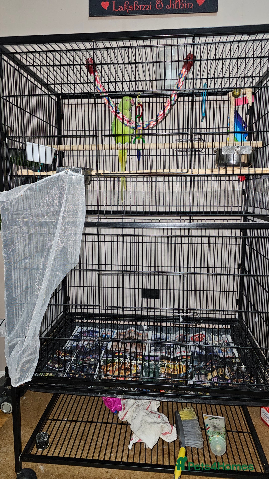 Parrots birds for sale: Indian ringneck parrot for sale - Advert 3