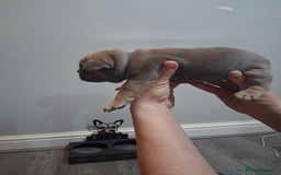 French Bulldog dogs for sale: French bulldogs - Image 6