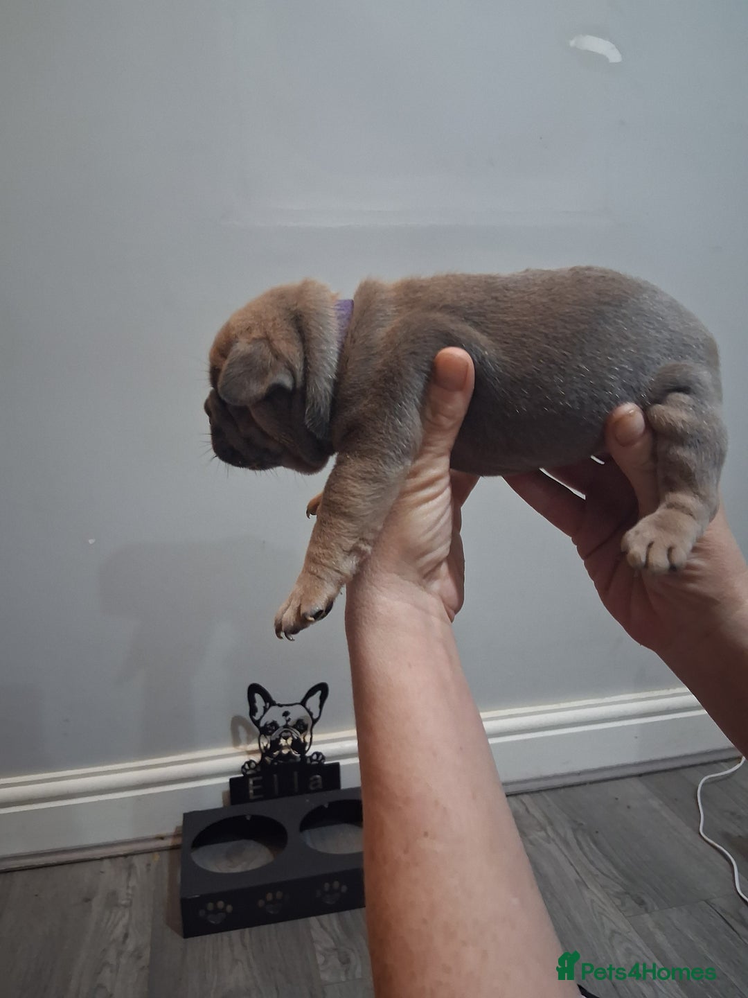 French Bulldog dogs for sale: French bulldogs - Image 6