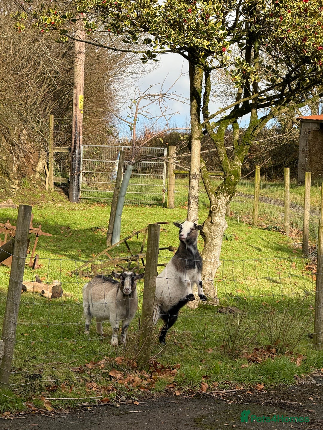 Goats livestock for sale: 2 Pygmy pet goats for sale - Advert 6