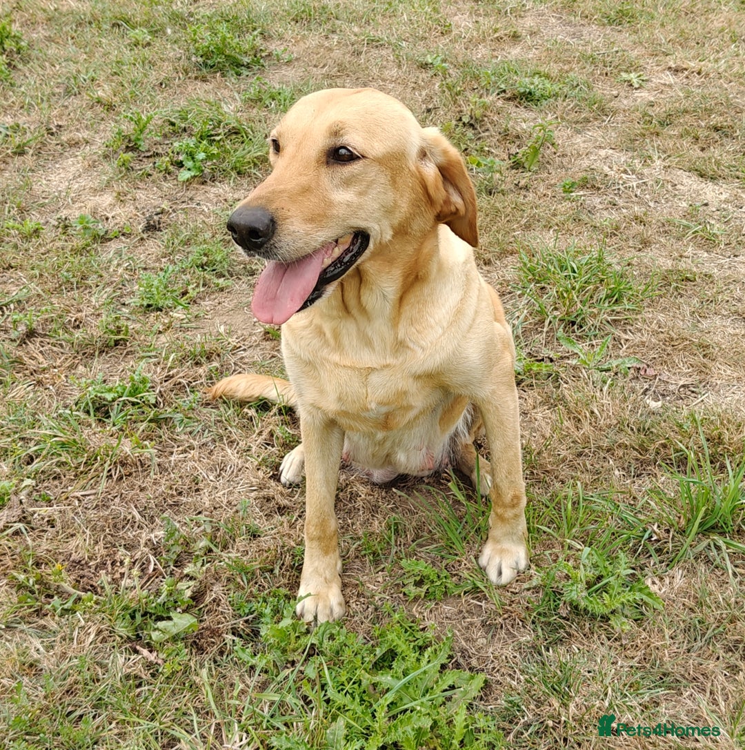 Labrador Retriever dogs for sale: Stunning KC registered fully health tested puppies - Image 3