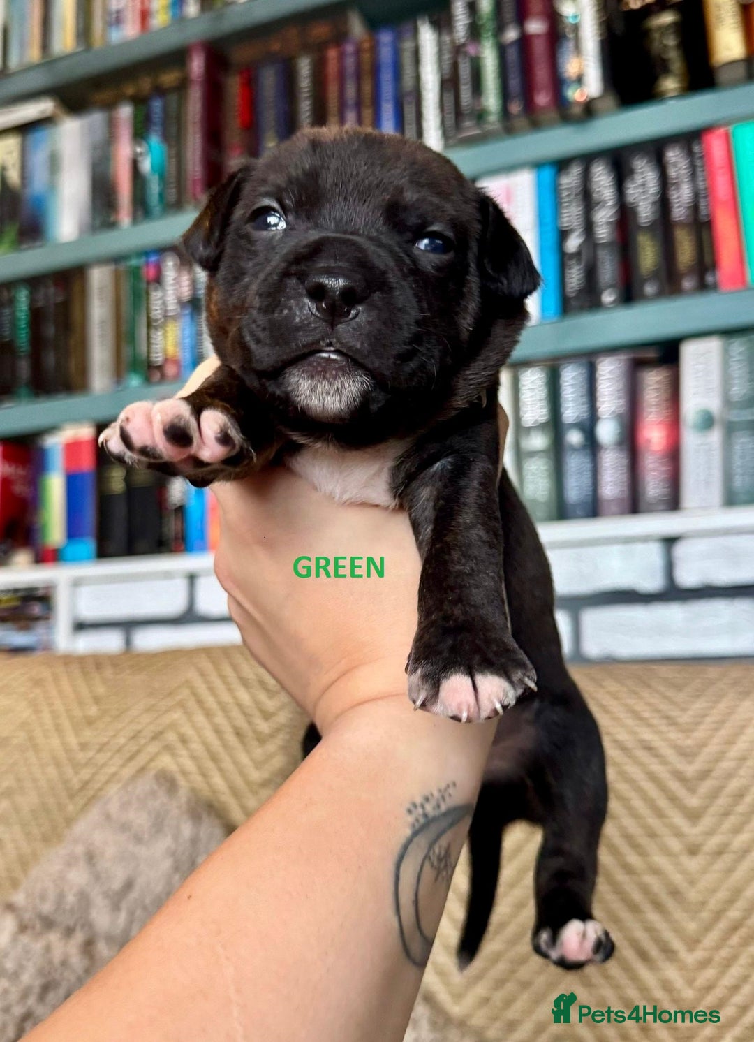 Staffordshire Bull Terrier dogs for sale: Pedigree Staffordshire Bull Terrier Puppies - Image 15