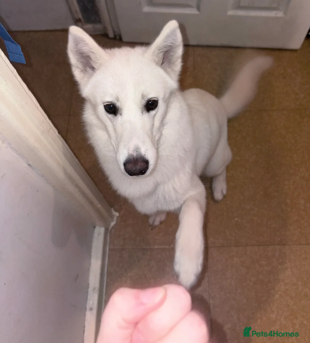 Siberian Husky dogs for sale: Siberian husky (female) 1 year old - Advert 2