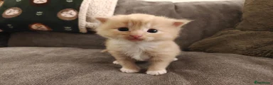 Ginger Male