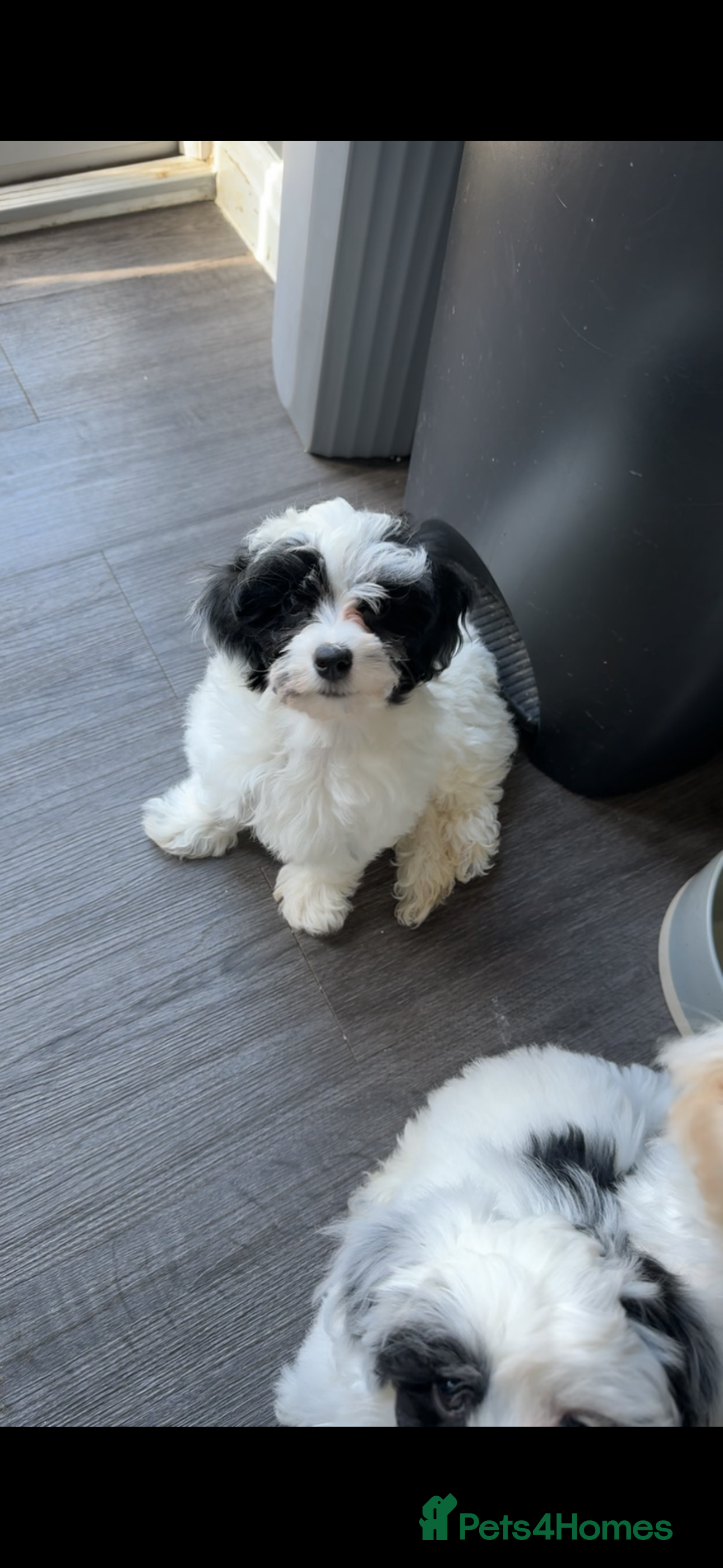 Maltipoo dogs Maltipoo Puppies-READY NOW - Advert 16