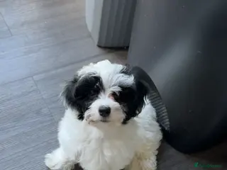 Maltipoo dogs Maltipoo Puppies-READY NOW - Advert 7