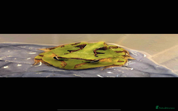 Snake reptiles for sale: Surinam horned frog - Image 1