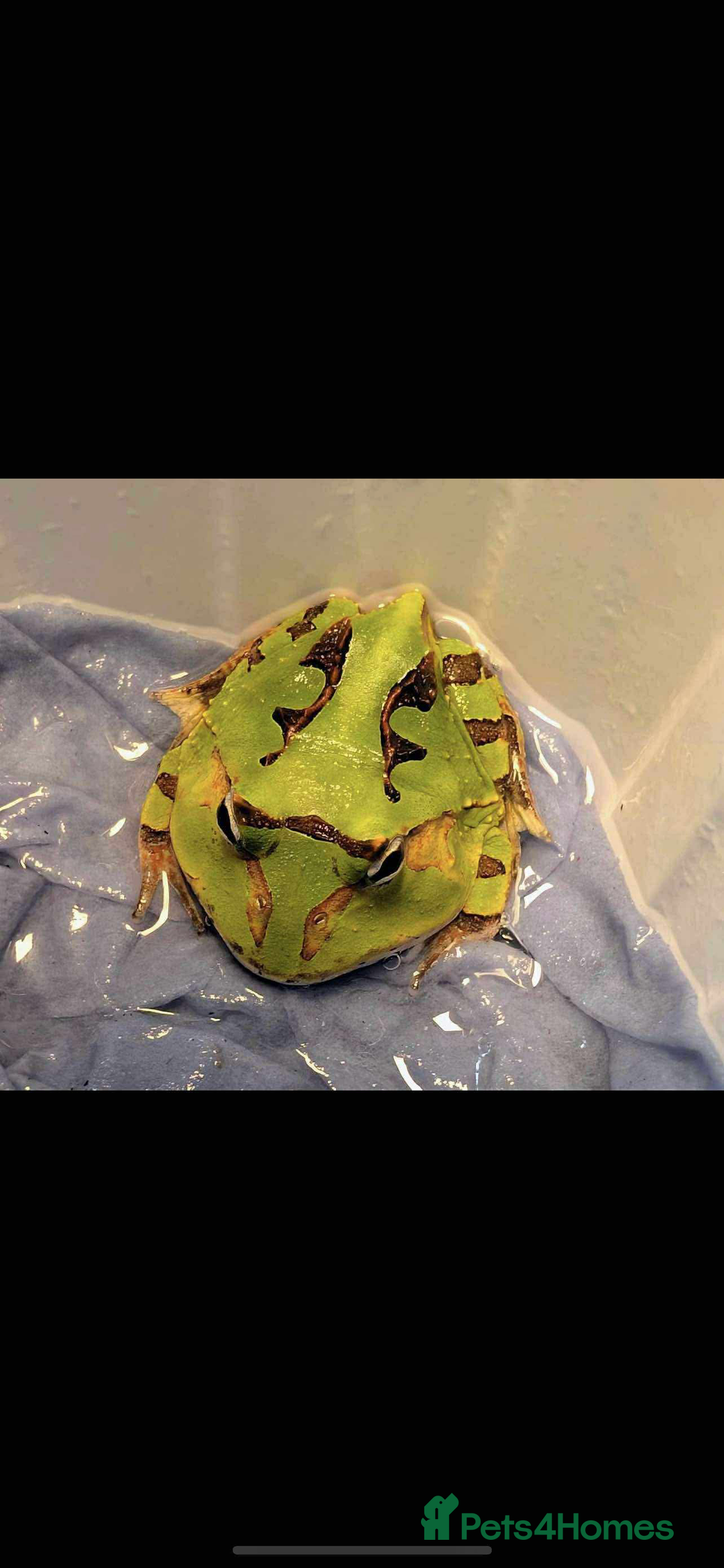 Snake reptiles for sale: Surinam horned frog - Image 1