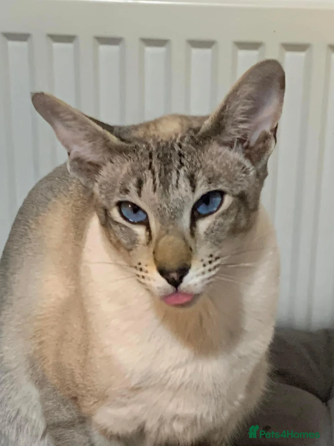 Mixed Breed cats for sale: Half Siamese tabby cat  in Exeter - Advert 5