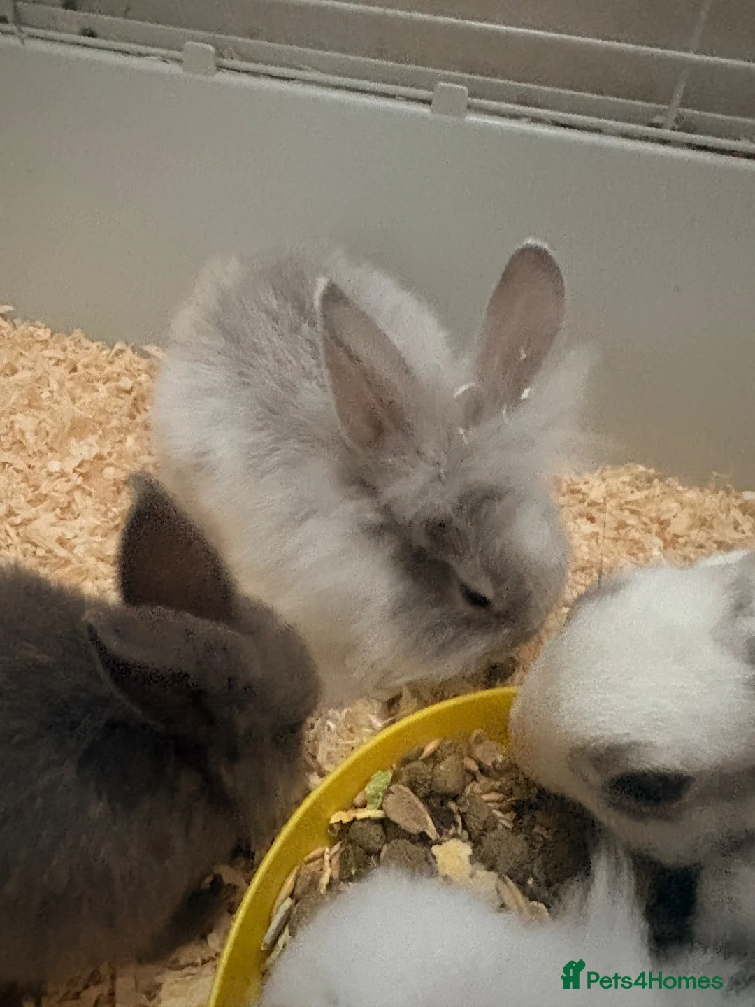 Mixed Breed rabbits for sale: rabbits in Derby - Advert 1
