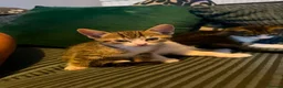 Bengal cats for sale:   😻  Adorable Bengal Mix Kittens 😸 - Advert 10