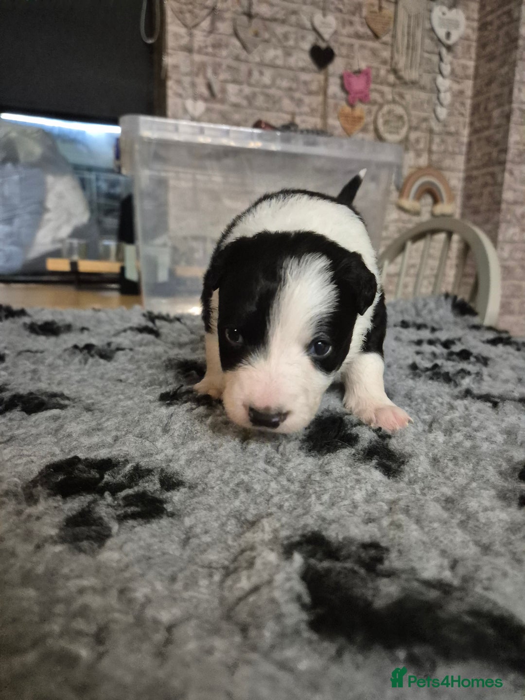 Border Collie dogs for sale: 🏡 Smart, Sweet Border Collie Pups Await You!" - Image 15