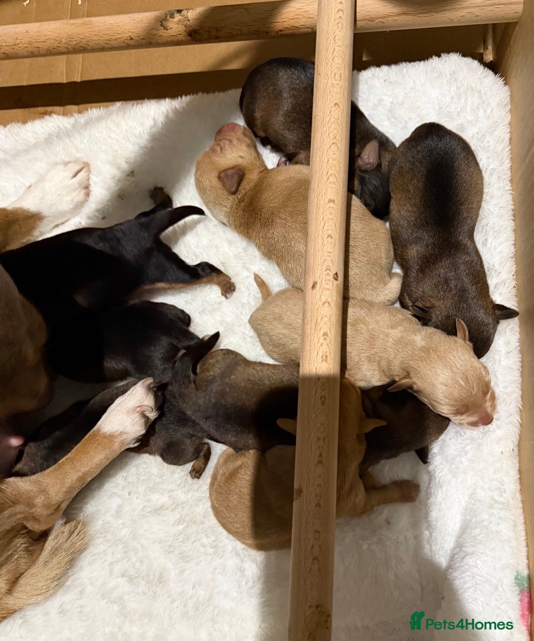 Jackapoo dogs for sale: Much Wenlock Jackapoo puppies - Rare & Special - Advert 3