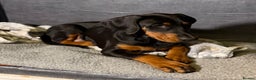 Dobermann dogs for sale: Doberman puppy - Advert 4