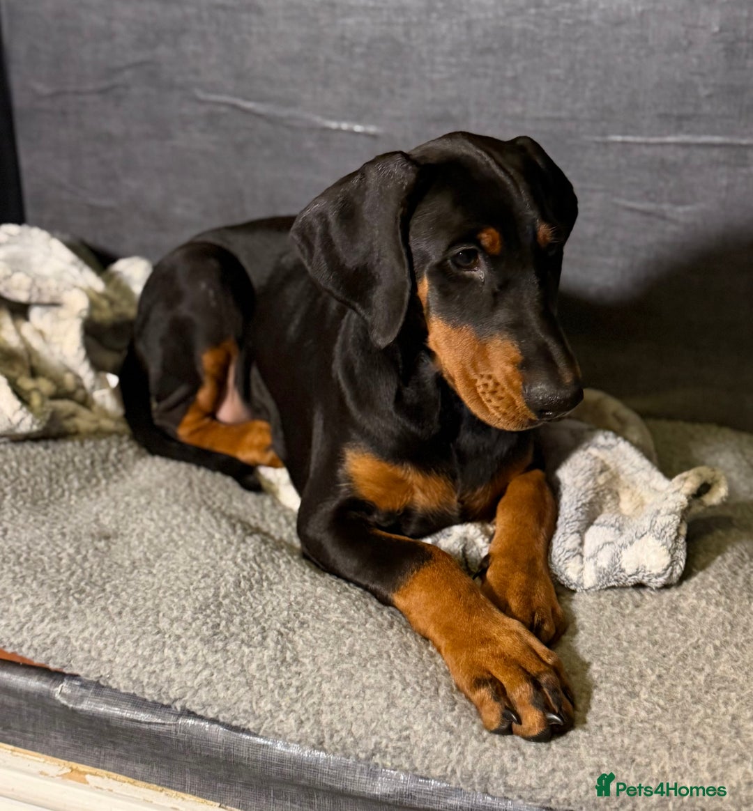 Dobermann dogs for sale: Doberman puppy - Advert 4