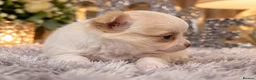 Chihuahua dogs for sale: Exclusive KC reg long coat Chihuahua boys  - Advert 17