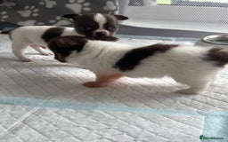 Chihuahua dogs for sale: Chocolate parti chihuahua puppys - Image 20