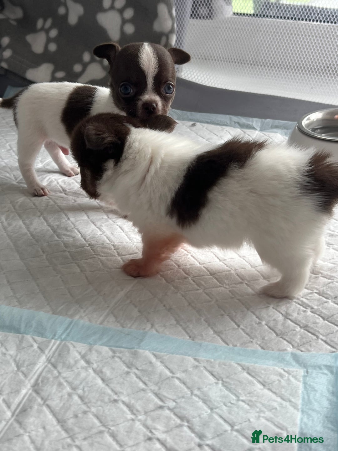 Chihuahua dogs for sale: Chocolate parti chihuahua puppys - Image 20