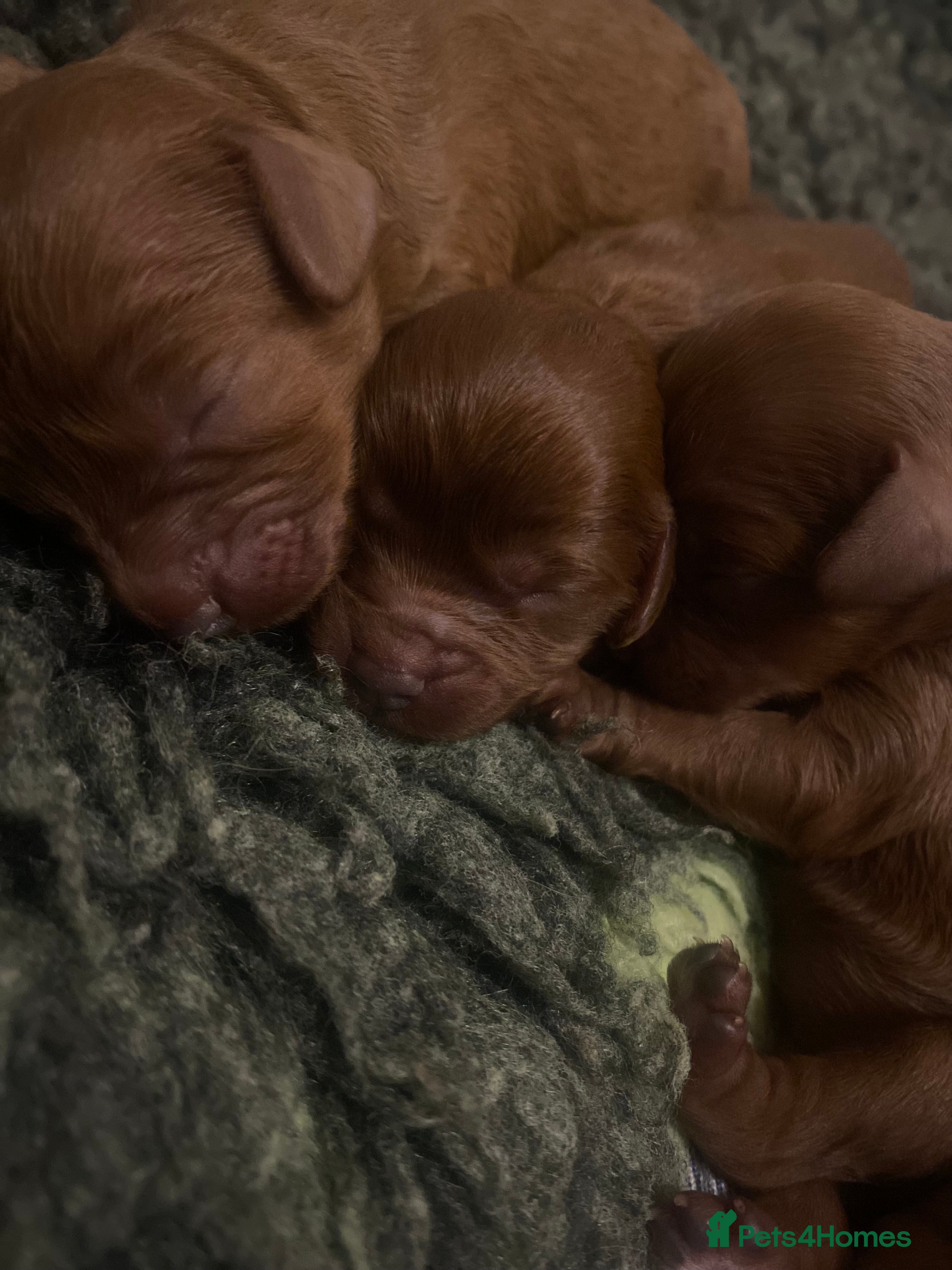 Cavapoo dogs Red Cavapoo both parents dna tested  - Advert 12