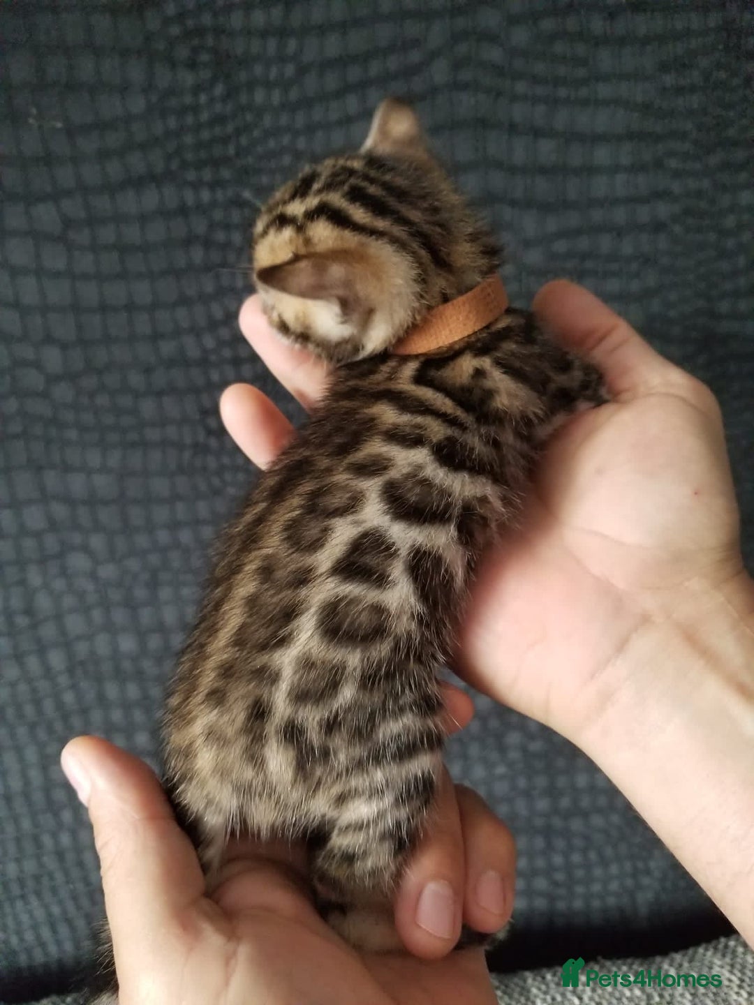 Bengal cats for sale: Top quality pure Bengal kittens available now - Image 3