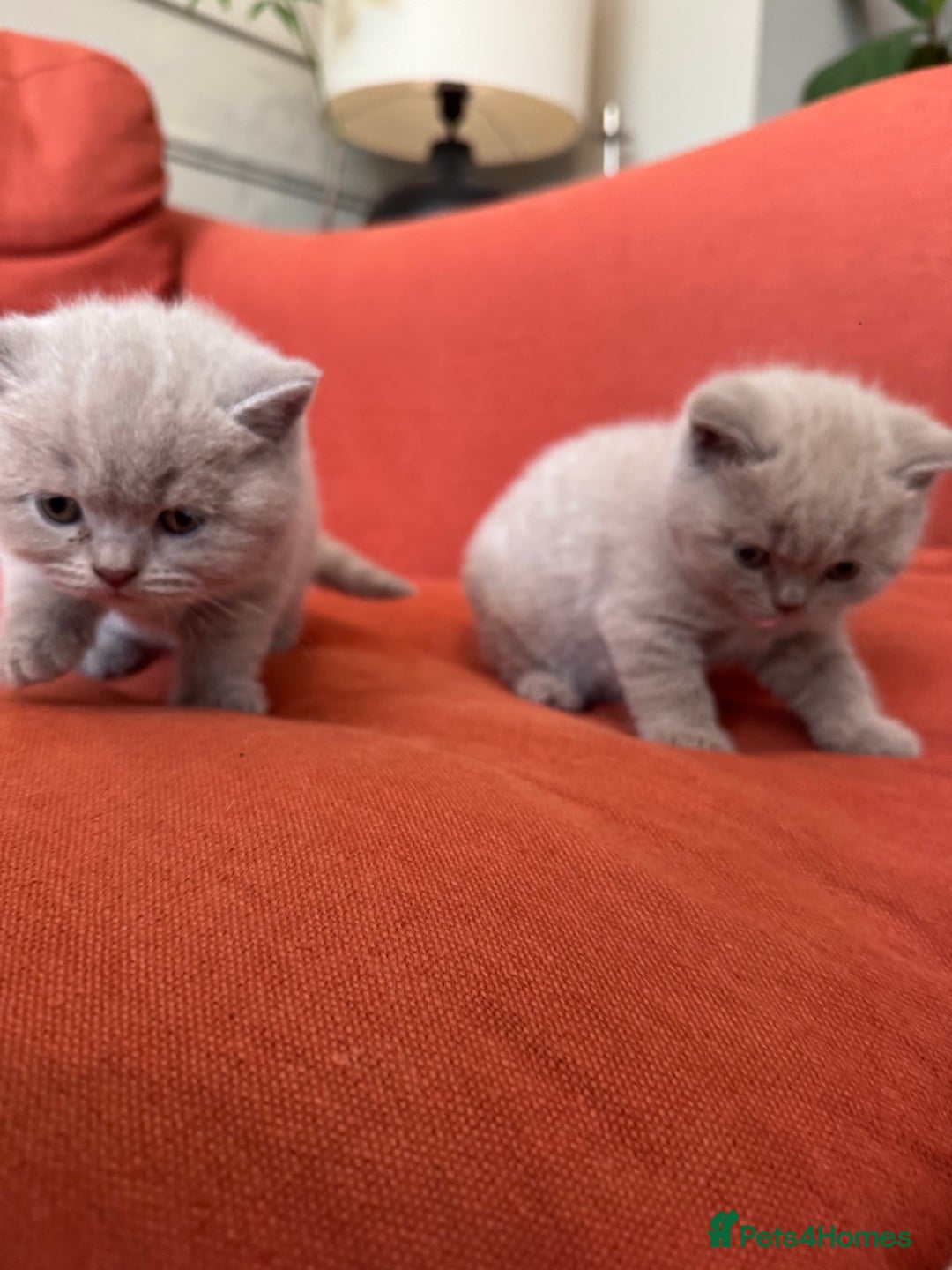 British Shorthair cats for sale: British shorthair kittens  - Image 4