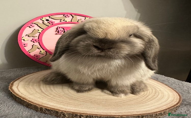 Mini Lop rabbits - Advert 9