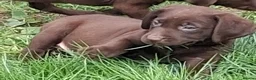 Labrador Retriever dogs for sale: Fantastic labrador pups  - Advert 5