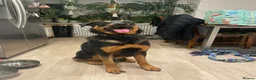 Mixed Breed dogs for sale: Neutered dog suitable as a guard dog - Advert 1