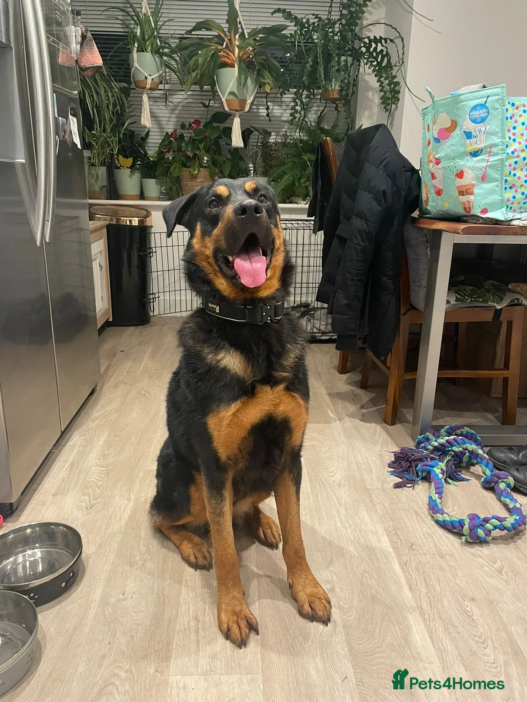 Mixed Breed dogs for sale: Neutered dog suitable as a guard dog - Advert 1