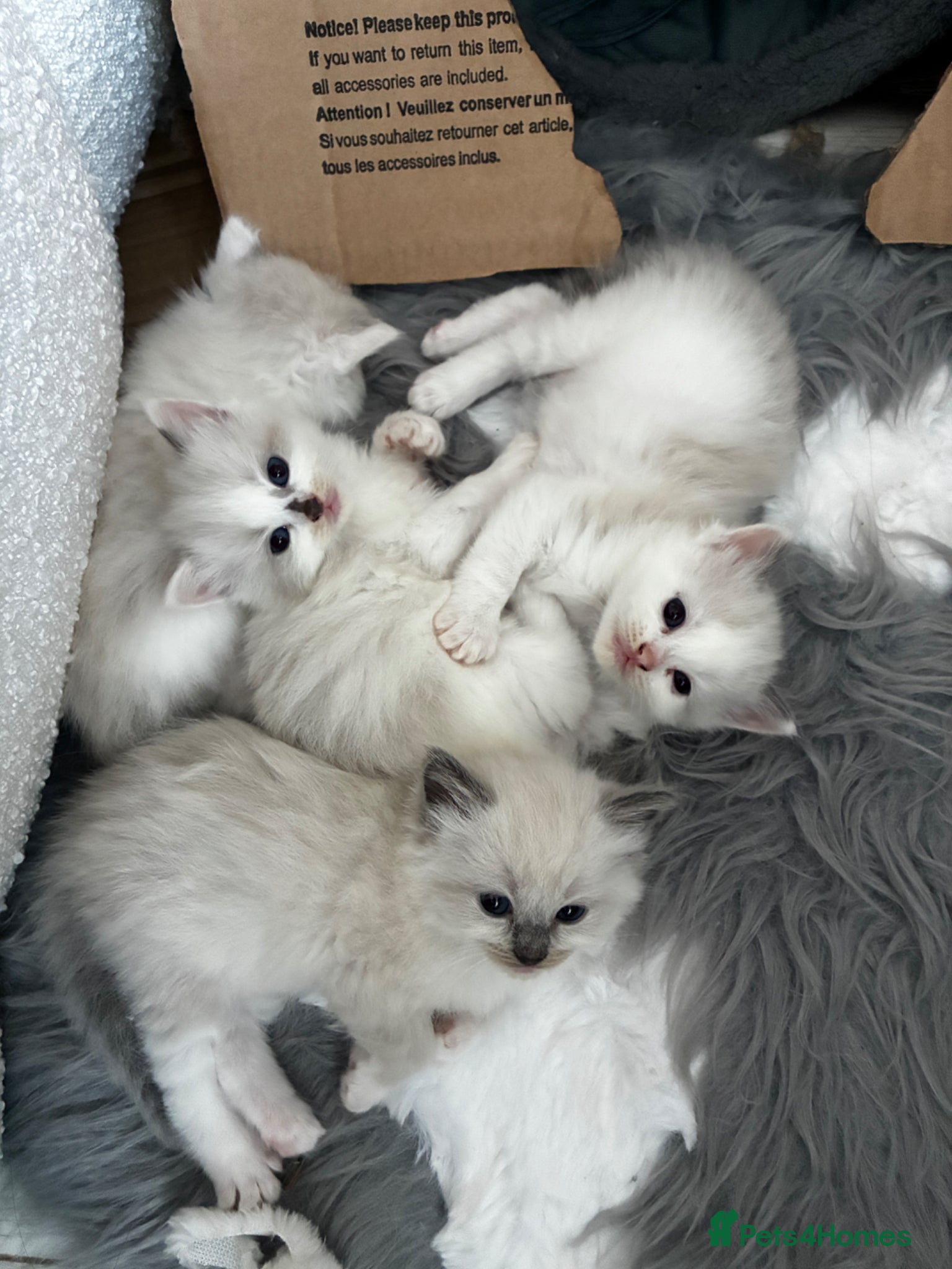 Ragdoll cats Ragdoll kittens - Advert 1