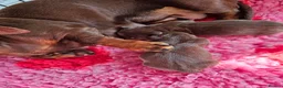 Miniature Dachshund dogs for sale: Female dachshund puppy  in Cardiff - Advert 2