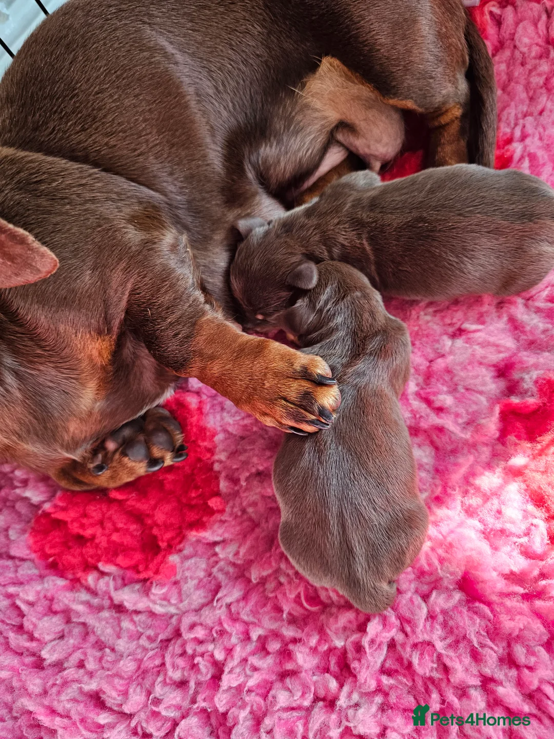 Miniature Dachshund dogs for sale: Female dachshund puppy  in Cardiff - Advert 2