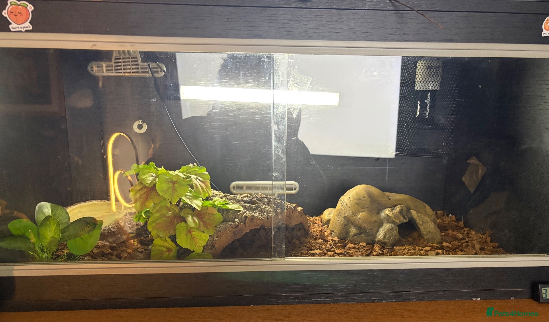 Python Snake reptiles Ball python + Full set up - Advert 11