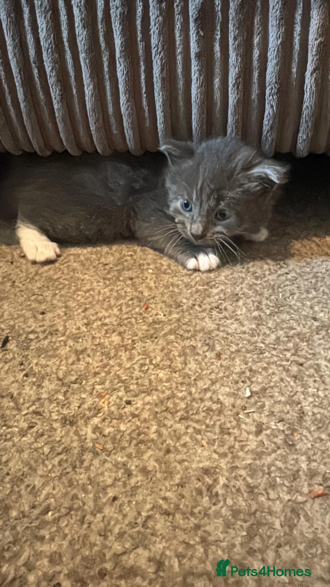 Mixed Breed cats for sale: Kittens - Advert 7