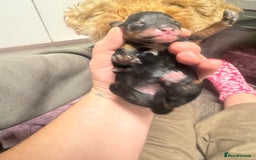 Poochon dogs for sale: Beautiful Poochon Pups Home Bred second litter - Advert 7