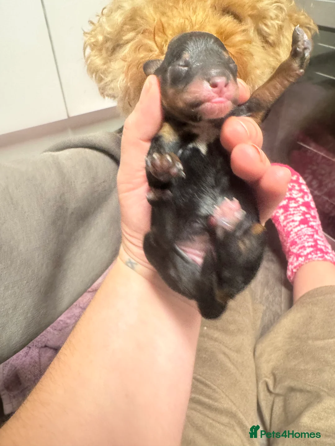 Poochon dogs for sale: Beautiful Poochon Pups Home Bred second litter - Advert 7