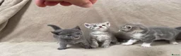Mixed Breed cats for sale: Gorgeous Kittens Looking for Their Forever Homes - Advert 5