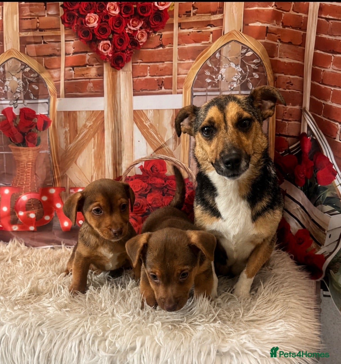 Jack Russell dogs 💙 Ready now- Beautiful Jack Russell Boys 💙 - Advert 1